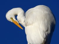 Egret5.jpg