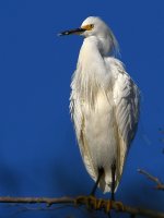 Egret6.jpg