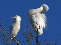 Egret8.jpg