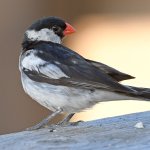 Whydah6.jpg