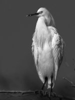 EgretBW.jpg