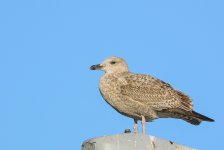 DSC_9322.jpg
