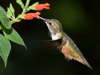 Hummer15.jpg