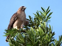 Hawk.jpg