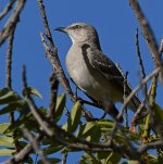 Mockingbird.jpg