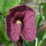 Aristolochia.jpg