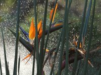BirdOfParadise.jpg