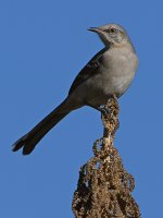 Mockingbird.jpg