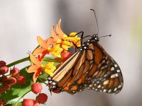 Monarch.jpg