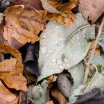 WetLeaves-200.jpg