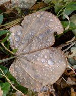 WetLeaves-201.jpg