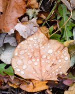 WetLeaves-202.jpg