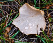 WetLeaves-203.jpg