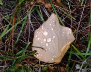 WetLeaves-204.jpg