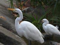 Egret.jpg