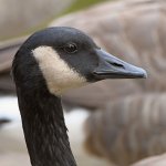 Goose.jpg