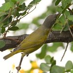 NashvilleWarbler3.jpg
