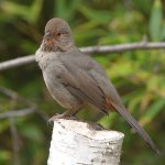 Towhee.jpg