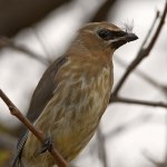 Waxwing21.jpg
