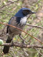 Scrubjay.jpg