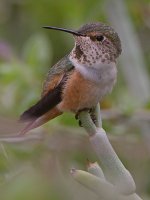 Hummer3.jpg