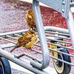 1-DSC_4111-Edit.jpg