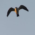 Bird ID 2_5000983.jpg