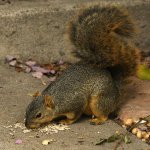 Squirrel.jpg