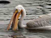 Pelican.jpg