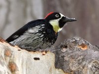 Woodpecker.jpg