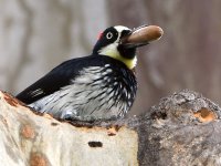 Woodpecker2.jpg