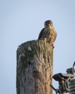 DSC_3636 low res.jpg