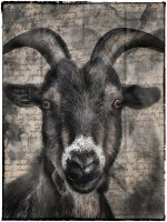 UP_goat.jpg