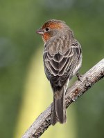 Finch2.jpg