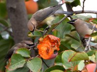 Waxwing4.jpg