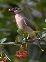 Waxwing10.jpg