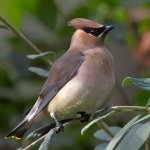 Waxwing12.jpg