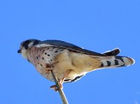 ROY_0166.JPG