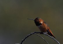ROY_0231.JPG