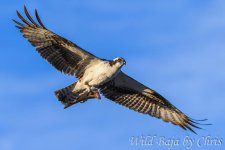 DSC_1285.jpg