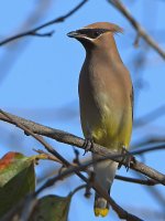 Waxwing4.jpg