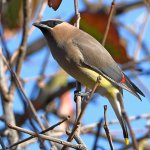 Waxwing7.jpg