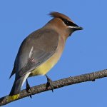 Waxwing15.jpg