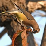 Waxwing8.jpg
