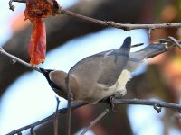 Waxwing9.jpg