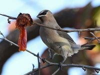 Waxwing10.jpg