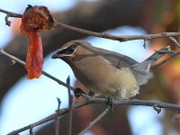 Waxwing11.jpg