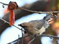 Waxwing12.jpg