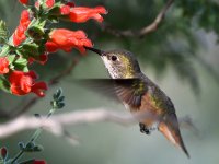 Hummer4.jpg