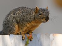 Squirrel.jpg